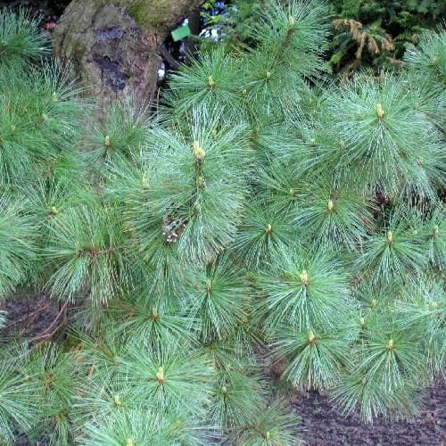 Pinus Peuce Macedonian Pine Future Forests pinus-peuce-macedonian-pine-future-forests