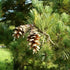 Pinus peuce - Macedonian Pine - Future Forests