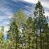 Pinus ponderosa - Western Yellow Pine - Future Forests