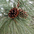 Pinus ponderosa - Western Yellow Pine - Future Forests