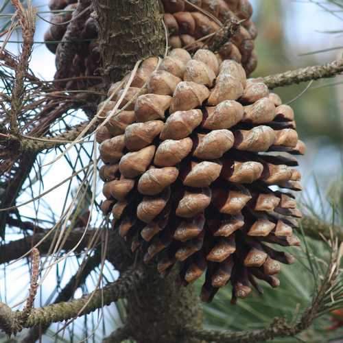 Pinus radiata - Monterey Pine - Future Forests
