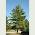 Pinus strobus - Weymouth pine - Future Forests