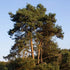 Pinus sylvestris - Scots Pine - Future Forests