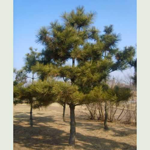 Pinus thunbergii - Japanese Black Pine - Future Forests