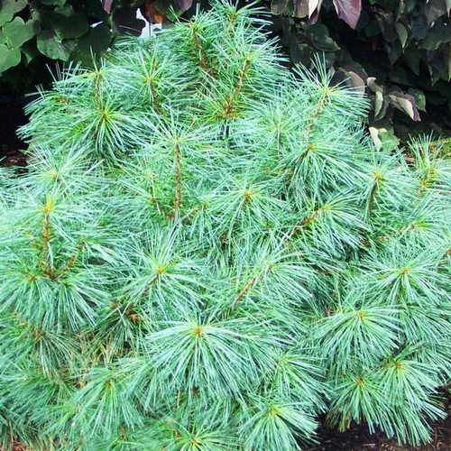 Pinus wallichiana nana - Future Forests