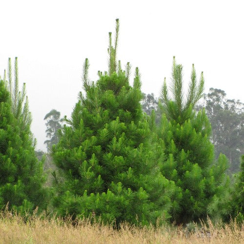 Pinus radiata - Monterey Pine