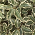 Pittosporum tenuifolium Malahide