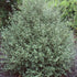 Pittosporum tenuifolium Silver Sheen
