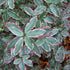 Pittosporum tenuifolium Elizabeth - Future Forests