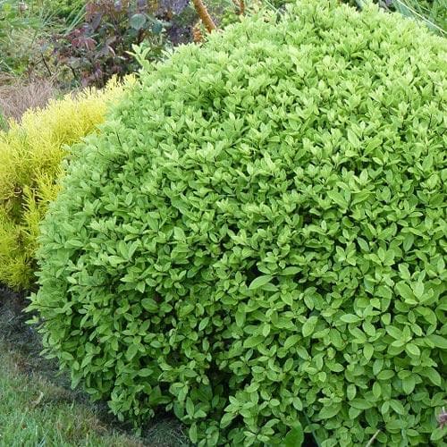 Pittosporum tenuifolium Golf Ball