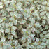 Pittosporum tenuifolium Victoria