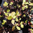 Pittosporum tenuifolium Tom Thumb - Future Forests
