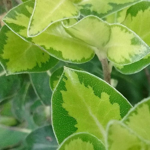 Pittosporum tenuifolium John Flanagan