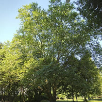 Platanus x acerifolia - London Plane – Future Forests