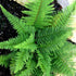 Polystichum setiferum Proliferum Wollastonii - Future Forests