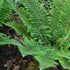 Polystichum setiferum Plumoso-densum - Future Forests