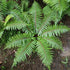 Polystichum braunii