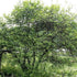 Poncirus trifoliata - Future Forests