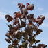 Populus deltoides Purple Tower - Eastern Cottonwood - Future Forests