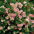 Potentilla fruticosa Lovely Pink - Future Forests