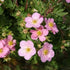 Potentilla fruticosa Lovely Pink - Future Forests