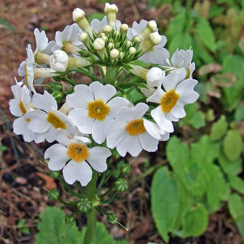 Primula japonica Postford White