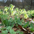 Primula elatior - Future Forests