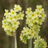 Primula elatior - Future Forests