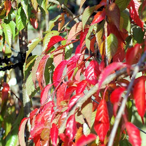 Prunus Kiku-Shidare-Sakura