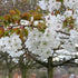Prunus serrulata Tai Haku - Great White Cherry