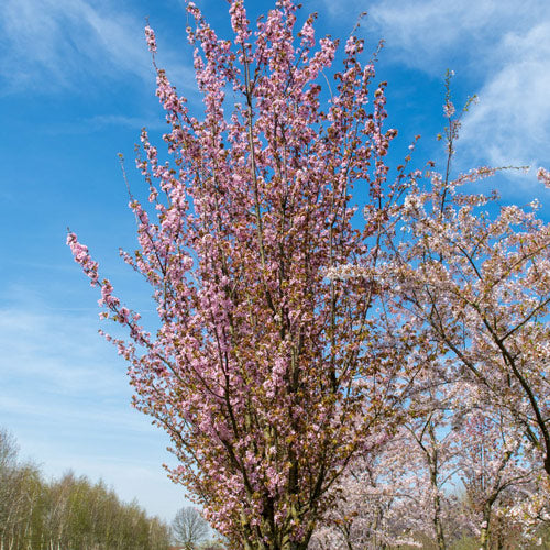 Prunus sargentii Rancho