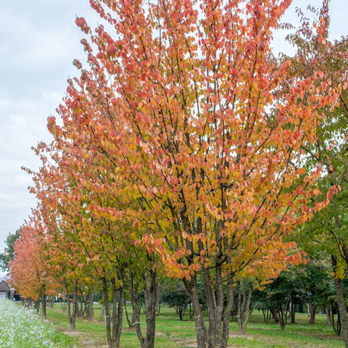 Prunus sargentii Rancho