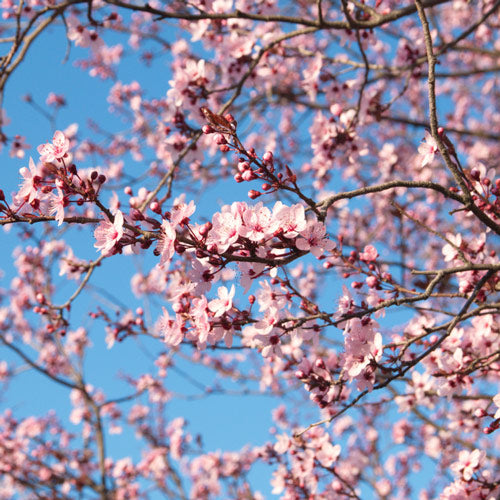 Prunus sargentii Rancho