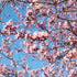 Prunus sargentii Rancho