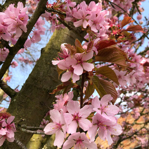 Prunus sargentii Rancho