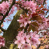 Prunus sargentii Rancho