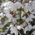 Prunus x incisa Woodfield Cluster - Future Forests