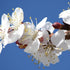 Prunus x incisa Woodfield Cluster - Future Forests