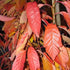 Prunus Amanogawa - Flagpole Cherry - Future Forests