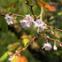 Prunus x subhirtella Autumnalis Rosea - Future Forests