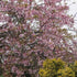 Prunus x subhirtella Autumnalis Rosea - Future Forests