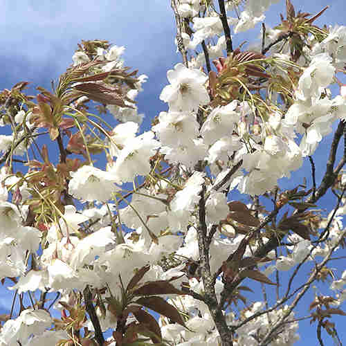 Prunus Shizuka/Fragrant Cloud