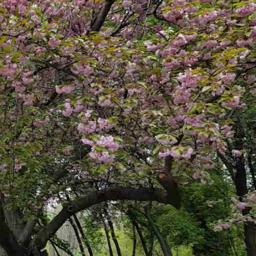 Prunus Pink Perfection
