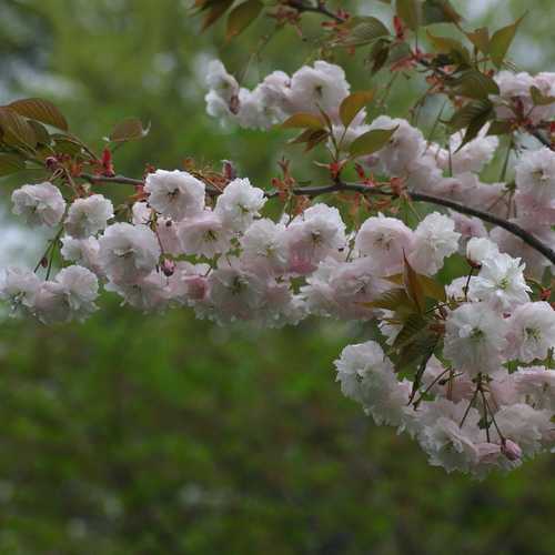 Prunus Shirofugen - Future Forests