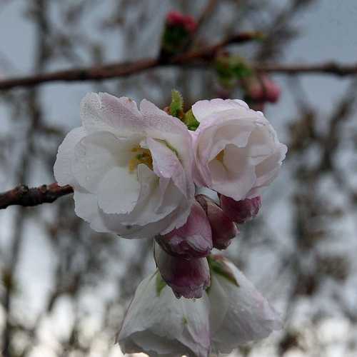 Prunus Shirotae - Future Forests