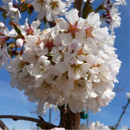 Prunus Snow Showers - Future Forests