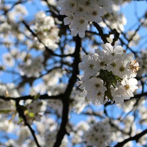 Prunus serrulata Tai Haku - Great White Cherry - Future Forests