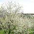 Prunus avium - Wild Cherry - Future Forests