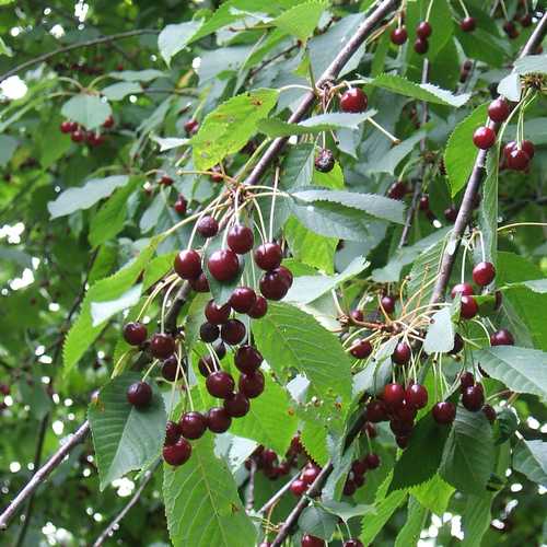 Prunus avium - Wild Cherry - Future Forests