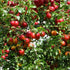 Prunus cerasiferia Myrobalan - Cherry Plum - Future Forests